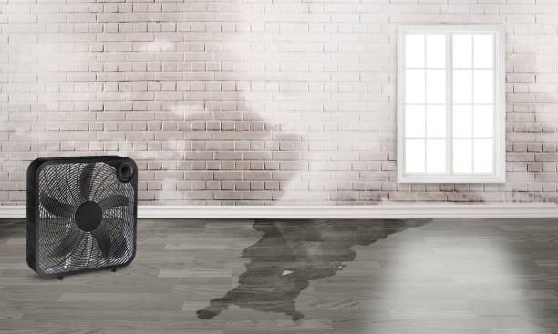 Best Flood damage cleanup  in Mohave Valley, AZ